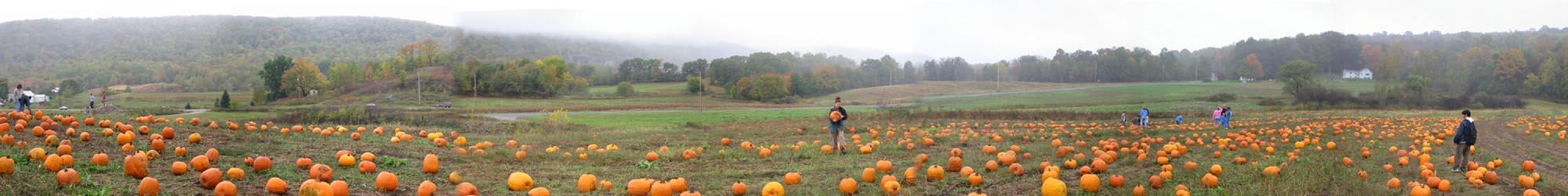 pumpkin patch